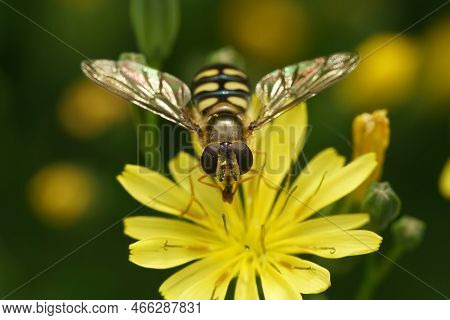 Natural Closeup On A Yellow Striped Migrant Hoverfly, Eupeodes Corollae Sitting On A Yellow Flower