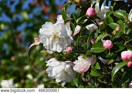 Sasanqua ( Camellia Sasanqua ) Flowers. Theaceae Evergreen Tree. Blooms From October To December.
