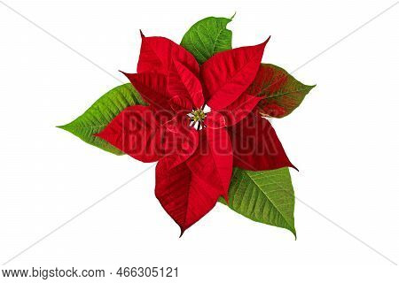 Poinsettia Christmas Eve Flower Isolated Transparent Png. Flor De Pascua. Red Euphorbia Pulcherrima 