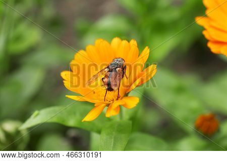 Beautiful Blooming Calendula Flower With Insect Outdoors, Closeup