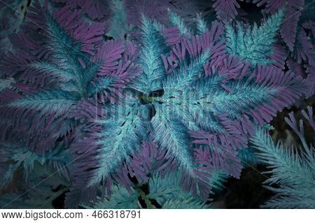 Natural Background Of Spike Moss Leaves With Turquoise Color Effected And Vignetted For The Backdrop