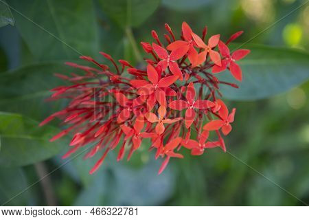 A Bunch Of Ixora Hybrid Red Cluster Flowers With Green Blurry Background