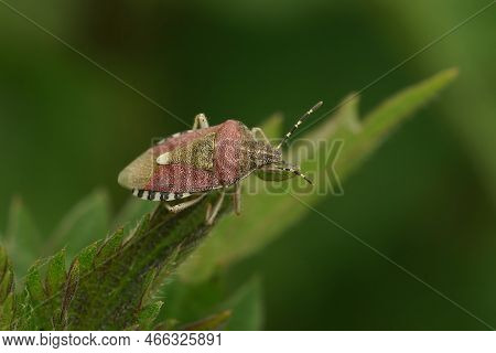 Natural Closeup On The Hairy Shield Bug, Dolycoris Baccarum Sitting On Top Of A Vegetation