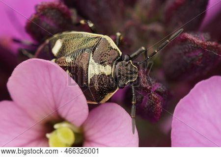 Natural Closeup On A Rape Shieldbug , Eurydema Oleracea , Sitting On A Purple Flower