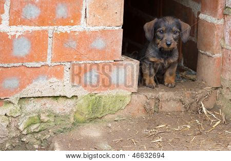 Dachshund เล็กสีน้ำตาล