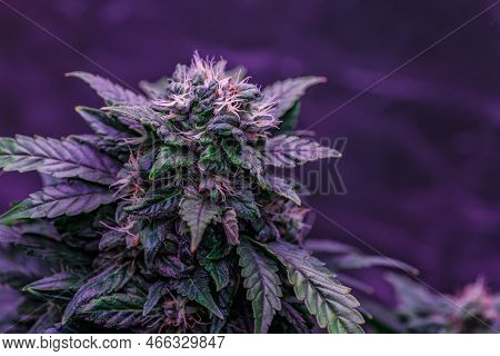 Close-up Young Hemp.blackberry Auto Fem (fastbuds). Cannabis Is A Standoff Between A Drug And A Medi