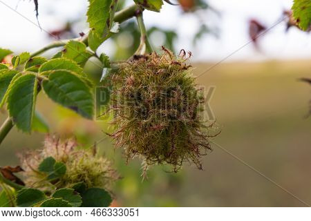 Rose Bedeguar Gall, Robin's Pincushion Gall, Moss Galls Diplolepis Rosae On Rose
