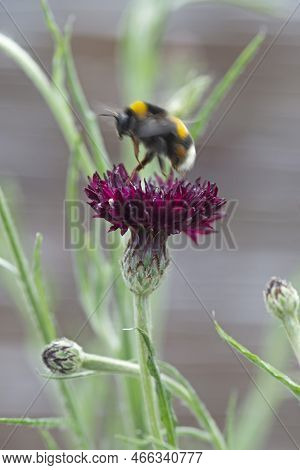 Honeybee Collects Pollen From Centaurea Blackboy Flower.