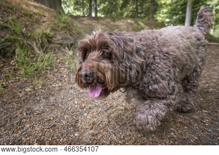 Brown Cockapoo Walking From Right To Left Looking Just Past The Camera