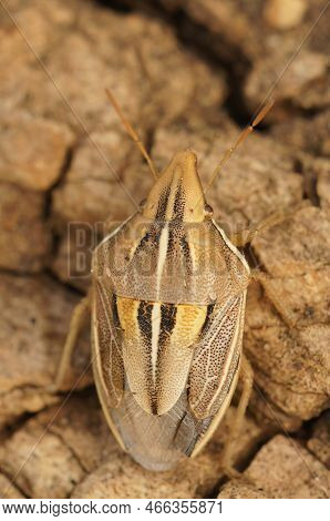 Natural Closeup On A Colorful Mediterranean Shield Bug , Aelia Cognata Sitting On Wood