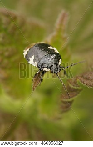Natural Closeup On A Black Pied Shieldbug, Tritomegas Bicolor Sitting On Top Of Vegetation