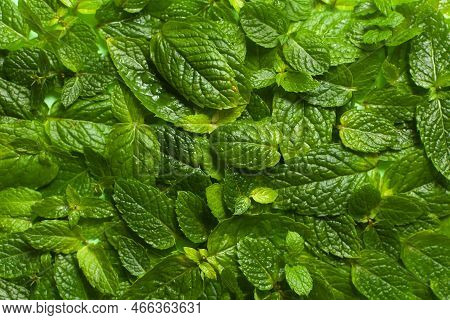 Green Leaves Background, Leaves Pattern, Greenary Of Nature , Branch Of Leaves