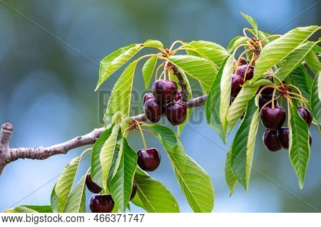 Sweet Ripe Black Cherry Berries Hanging On Cherry Tree In Fruit Orchard Near Venasque Village, Luber