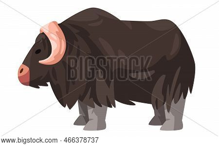 Muskox Horned Hairy Bull Vector Drawing Illustration Cartoon