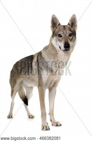 Czechoslovakian Wolf Dog In Front Of White Background