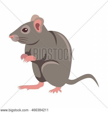Grey Rat Cartoon Illustration. Little House Mice Or Rat Character With Long Tail Isolated On White B