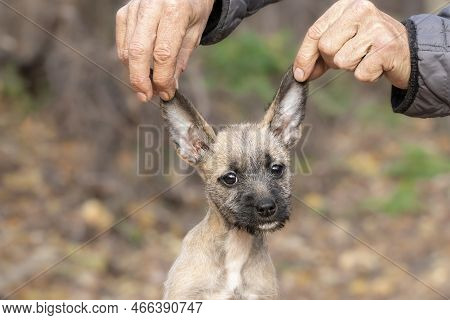 Puppy With Big Ears.a Man Holds The Big Ears Of A Cute Funny Puppy.