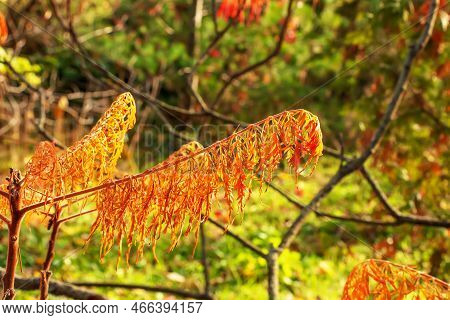 Bright Yellow Golden Foliage Of Rhus Typhina Or Rhus Typhina Bailtiger.