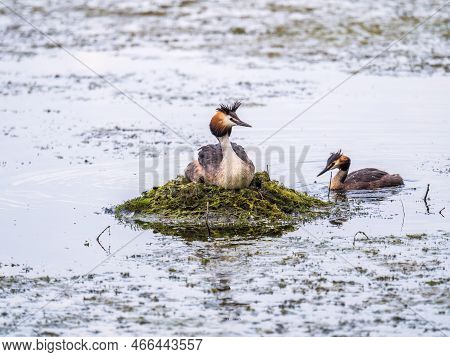 Great Crested Grebe, Podiceps Cristatus, Water Bird Sitting On The Nest, Nesting Time On The Green L