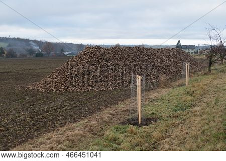 Heap Of Sugar Beet On A Field