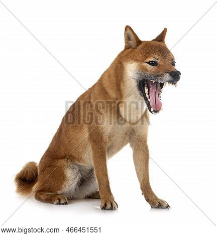 Shiba Inu In Front Of White Background