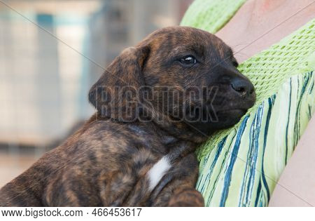 Portrait Of Adorable Puppy Dog In The Hand Of Her Human Mom