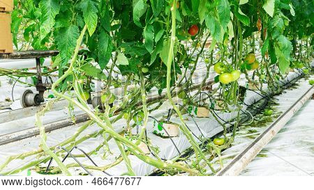 Drip Irrigation In Hydroponics. The Use Of Hydroponics Technology In Agricultural Greenhouses. Drip 