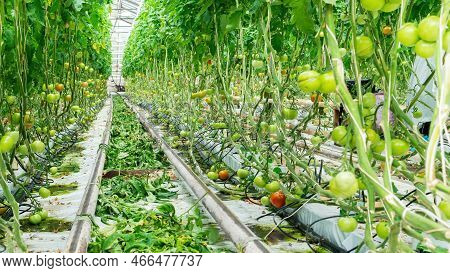 Pinching Tomatoes Technology. Garden Care For Tomatoes In The Greenhouse. Using Drip Irrigation In A