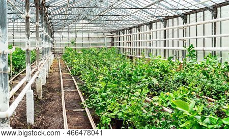 Growing Lemons In Indoor Greenhouses. Lemon Trees In Containers In A Citrus Plant Nursery. Lemons Pl
