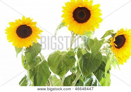 Isoalted de girasoles