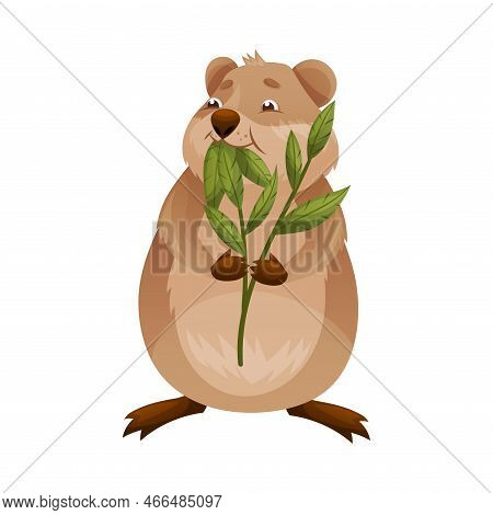 Funny Quokka As Short-tailed Scrub Wallaby With Rounded Ears Chewing Green Leaf Vector Illustration