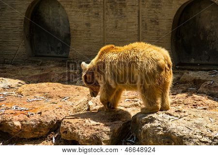 Ayı bir balık yemek