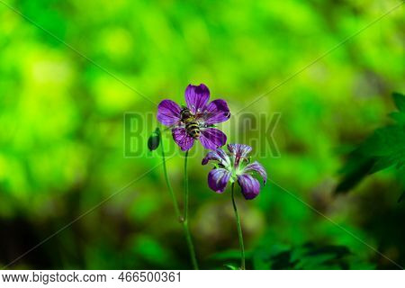 Iberian Geranium. Geranium Flowering With Honey Bee Collecting Pollen. Geranium Ibericum.
