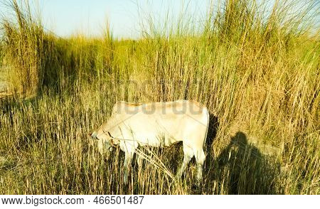 Panorama Of Grazing Cows In A Meadow With Grass