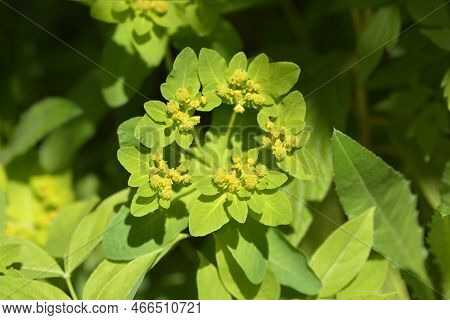 Cushion Spurge Yellow Flowers In The Spring