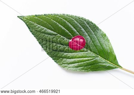 Macro Shiny Green Leaf With Transparent Drop Isolated In Color Of The Year 2023 Vibrates With Vim An