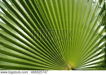 Palm Leaves Texture With Shadow And Light. Palm Leaves Of Bright Green And Yellow Colors. Tropical B