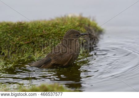 Tussacbird (cinclodes Antarcticus Antarcticus) Bathing In A Pond On Sea Lion Island In The Falkland 
