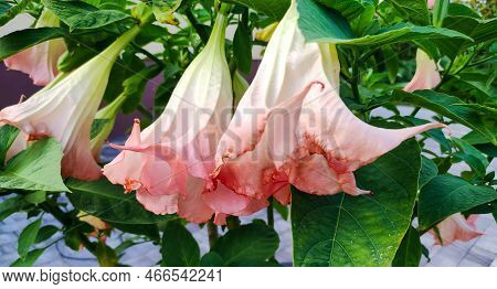 Beautiful Brugmansia Flowers. Datura Toxic Plant. Gardening Concept. Summer Garden With Blossoming D