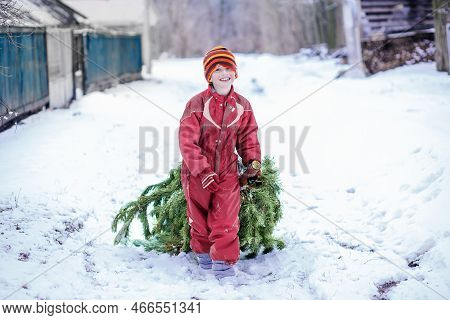 Viva Magenta Toning Scylla Siberian Closeup. Little Blue Flowers. White-blue Snowdrops. Natural Back
