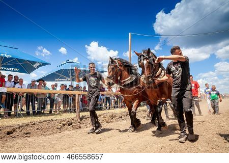 Ruma, Serbia - June 26, 2022: Selective Blur On Men With A Draft Horse Ready To Pull A Trunk In The 
