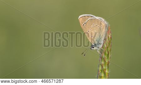 Butterflies In Wildlife And What We See Through The Lens