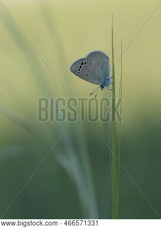 Butterflies In Wildlife And What We See Through The Lens