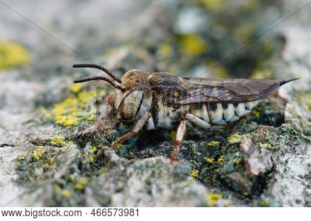 Detailed Closeup On A Female Of The Thorn-tailed Sharptail Cleptoparasite Cuckoo Bee, Coelioxys Acan
