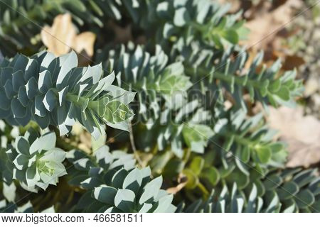 Myrtle Spurge Leaves In The Garden In Autumn