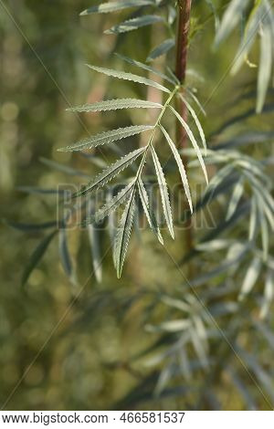 Southern Cone Marigold Leaves In The Autumn