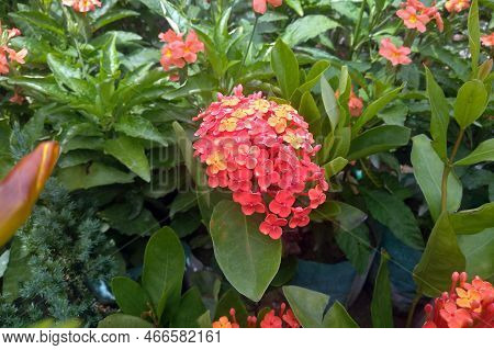 Ixora Chinensis Prince Of Orange. Red Flower Plant In The Garden. Prince Of Orange.