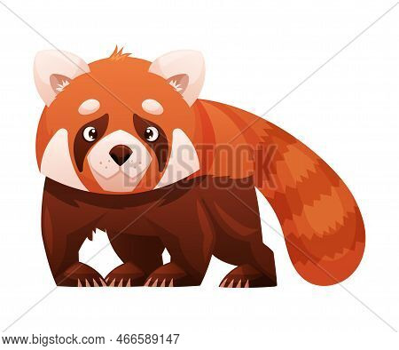 Adorable Red Panda As Small Fluffy Mammal With Dense Reddish-brown Fur And Ringed Tail Standing Vect