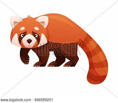 Adorable Red Panda As Small Fluffy Mammal With Dense Reddish-brown Fur And Ringed Tail Walking Vecto