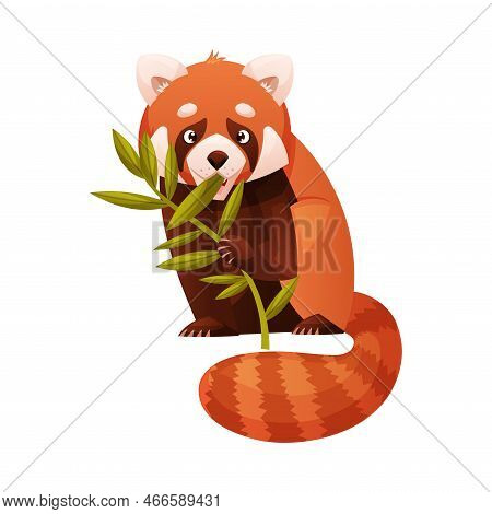 Adorable Red Panda Sitting With Green Branch As Small Fluffy Mammal With Dense Reddish-brown Fur And